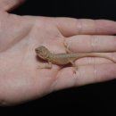 알비노랩 이미지