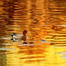 오리한마리 이미지