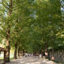 대숲속으로 이미지