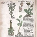 보태니컬아트 이미지