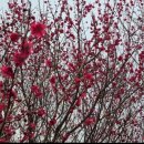 로즈마리팬션 이미지