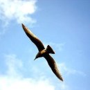 저 너머 달빛 이미지