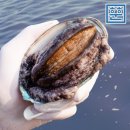 완도전복 이미지