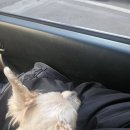 햇님약국 | 강아지 노견 심장병 유선종양,유방암 검사 및 수술 2탄