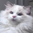 신비돌스 랙돌 캐터리 이미지