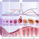 (주)해성환경 | #23 [✏️차곡차곡] 바그낭의 간호 공부_월경주기
