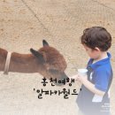 올라알파카 카페 | [육아-볼거리] 알파카월드 홍천 방문 후기/ 아이랑홍천, 알파카 밥주기