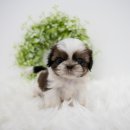 천안 강아지분양 도로시펫 이미지