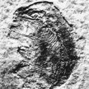 화석 2002 이미지