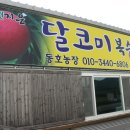 동호농장달코미복숭아