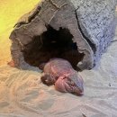 한국쿄와기린(주) | 베트남 푸꾸옥 빈펄 사파리 입장권 비오는날 투어 기린식당 준비물