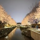수다1교 | 서울 벚꽃 명소 양재천 벚꽃 실시간 후기, 포토스팟 추천 주차 꿀팁