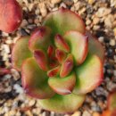 아도라블 이미지