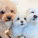 광주 애견무료입양 보호소 & 애견호텔 | 광주 애견유치원: 서구 퍼피토피아 쌍촌점, 실내 야외 호텔링 만족