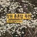 목련 | 창원 충혼탑 목련 지금 상태 끝물 후기 + 카페 코스 추천
