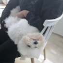 앙볼리펫살롱 | 마산 반려견 아로마테라피스트 자격증반 앙볼리펫살롱