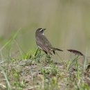 굴업도의 흰눈썹울새(Bluethroat) 이미지