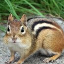 CHIPMUNK