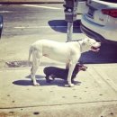 개귀여워 이미지