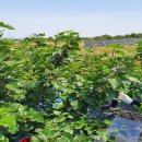 부안군청 이미지