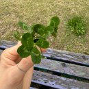 복돼지삼겹살 | 성정동 삼겹살 맛집 복돼지 / 암퇘지 한돈 퀄리티에 반해버린 내돈내산 후기