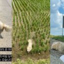 “살기 위해 작은 네 발로 20㎞ 따라와”…국토대장정 일행 놓치지 않은 유기견 사연 이미지