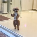 펫뷰티샵 페이보릿 이미지