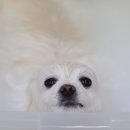 올리브 펫 이미지