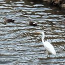 하주연헤어펌스 이미지