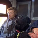 강아지 정거장 이미지