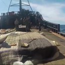 동해-단속-12 이미지