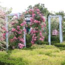 망고그린 이미지