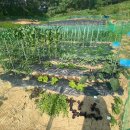 홍이네농장 이미지