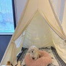 가평댕댕이애견펜션그린 | 🐶강아지와 함께하는 힐링 여행! 가평 '댕댕이 애견 펜션 그린' 솔직 후기