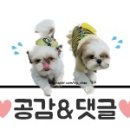 러브펫츠 이미지