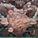 김창기머쉬룸팜 이미지