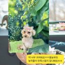 샤방하개 이미지