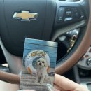 향동애견미용 | 향동 애견미용 말티푸 강아지 미용 후기