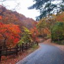 국립운문산자연휴양림야영장 | 국립 운문산 자연휴양림 (경상북도)