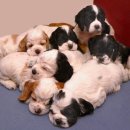 예쁜강아지 이미지