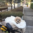 강아지 꼬야 | 쇼핑은 손가락이 한다 ☘️ 강아지 논슬립 옷걸이 후기