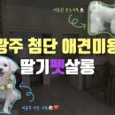 딸기펫살롱 이미지