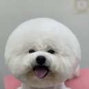 댕그리미 이미지