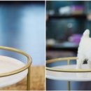 미유펫 강아지분양 고양이분양 전주점 이미지