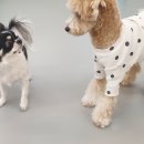 마이댕댕스쿨 이미지