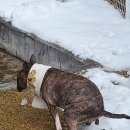 헬로우댕댕 이미지