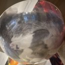 고양이 천국, 선릉 고양이카페 캠핑고양이 선릉점 후기