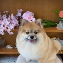 #견생한컷 네이버블로그