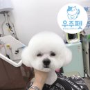 앨리스 펫 살롱 이미지