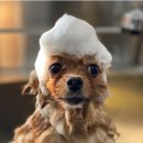 애견프라자 이미지